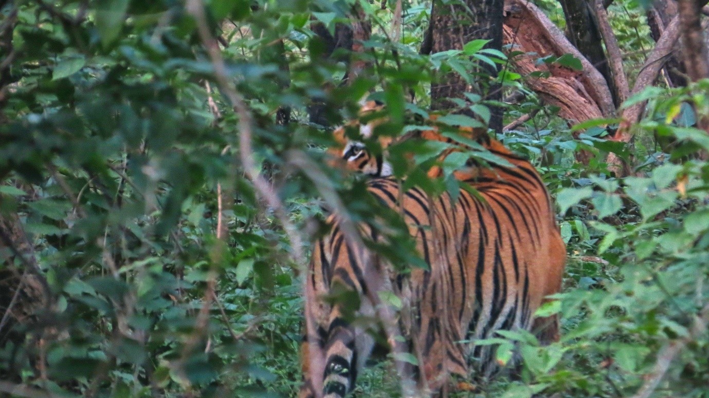 The Tiger on the Bed: Wicked Problems & Complex Solutions